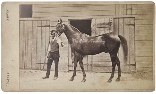 Cdv rare racehorse wild moor - cdv,